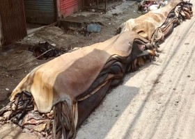নাটোর